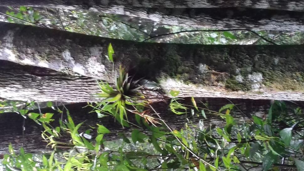 29 Figura 9 - Presença de epífitas na floresta em sucessão secundária com 25 anos na Reserva Biológica Municipal Serra do Japi, Jundiaí, SP, 2017. 3.