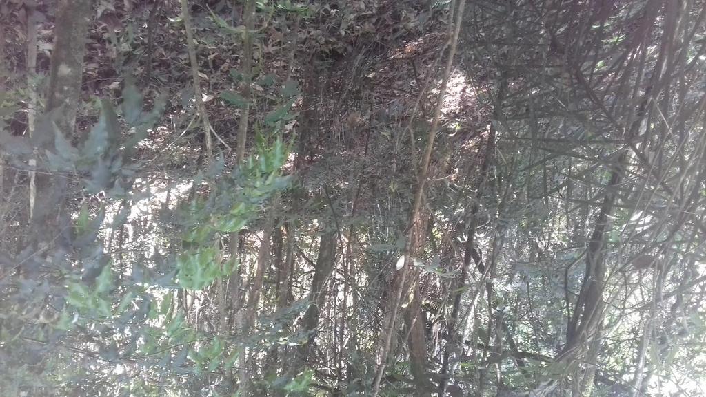 39 Figura 13 - Floresta em sucessão secundária com 25 anos na Reserva Biológica Municipal da Serra