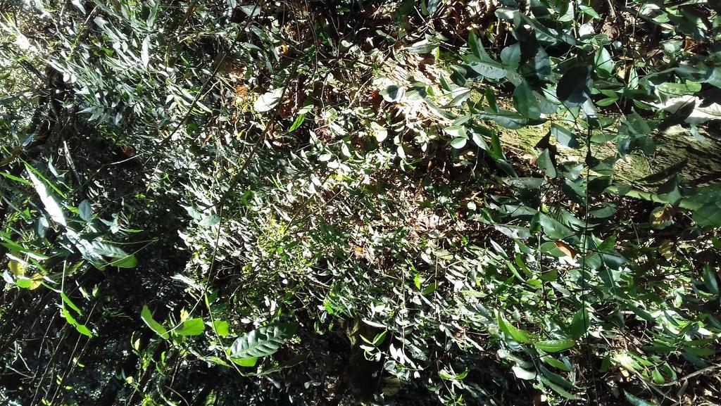 41 Figura 19 Floresta em sucessão secundária com 25 anos na Reserva Biológica Municipal da Serra do Japi, Jundiaí, SP. Vegetação embaixo das clareiras. 2017.