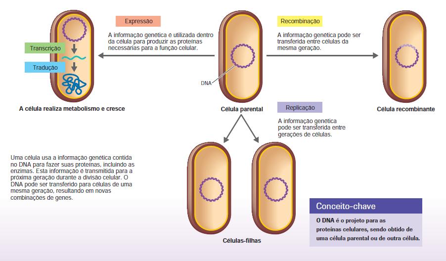 Replicação Fluxo