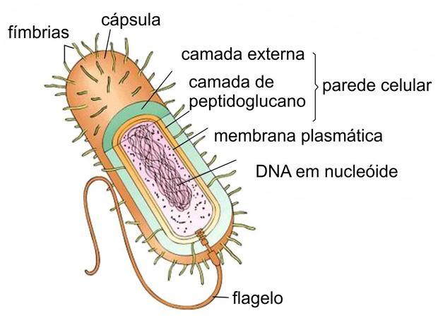 A célula