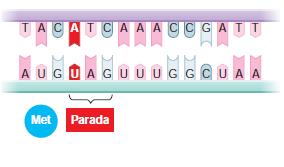 Mutação Mutação sem sentido Códon de parada