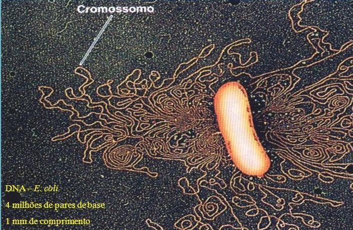 Cromossomo bacteriano e superenovelamento DNA da E. coli tem cerca de 4.