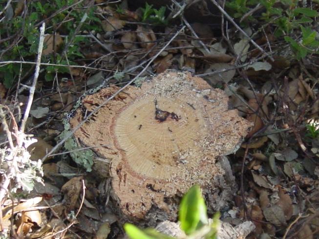 Pragas e Doenças do Montado Diplodia corticola Sintomas Clorose das folhas