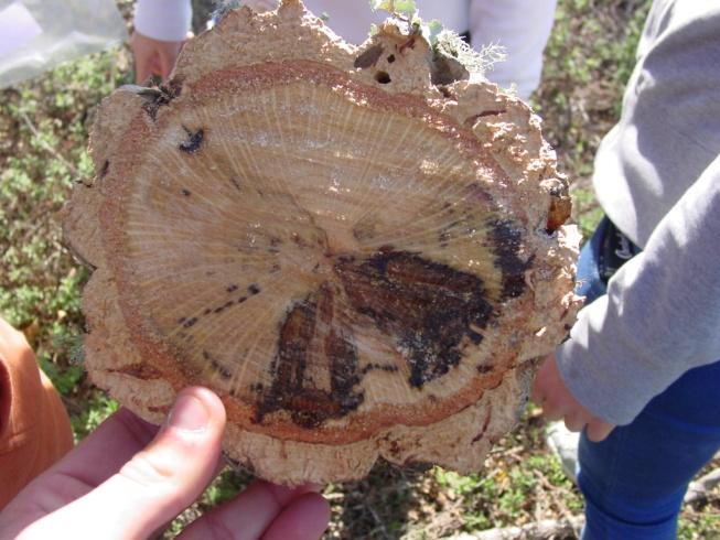 cancros nos ramos e no tronco Morte das árvores Cuidados Presença de