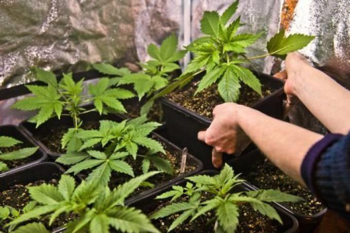 UM POUCO DE HISTÓRIA: A Maconha está entre as plantas mais antigas cultivadas pelo homem, desde há 6 mil anos, na China,