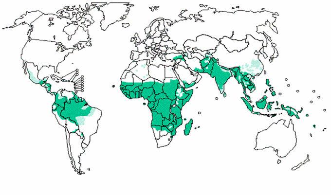 transmissão dos parasitas da malária, que varia geograficamente de acordo com as espécies vectores Anopheles.