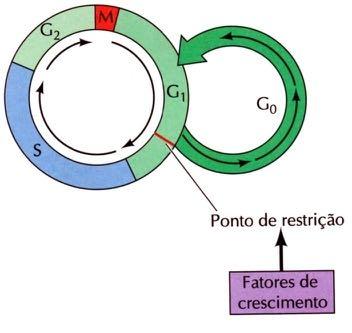 neurônios