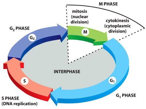 Ciclo celular Intérfase: -crescimento da célula e replicação do DNA