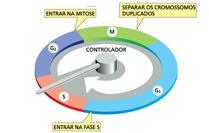 controle do ciclo celular