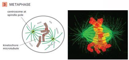 Métodos de estudo do ciclo celular Microscopia observação e contagem de células ² Uso de