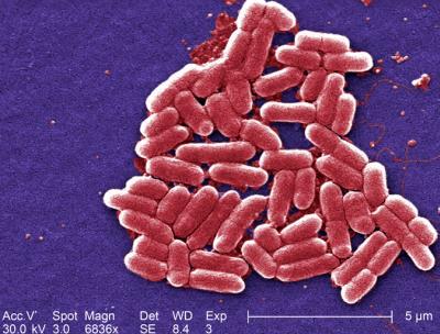 Bacterial Foraging Optimization Algorithm BFOA foi proposto por Passino em 2002 É baseado na quimiotaxia de bactérias Escherichia coli imitando o crescimento de uma colônia Bactérias buscam por