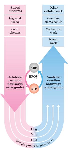 Termodinâmica e metabolismo O fluxo de moléculas e energia ocorrem em vias Catabolismo: - Extração de energia - Simplificação das