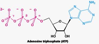 ?? ATP + H 2 O ADP + Pi ΔG 0 = - 7,3