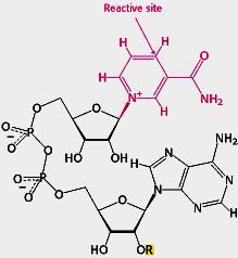 Os Carreadores: coenzimas 2) Existem carreadores ativados de Elétrons para reações Biosintética Redutoras Nicotinamida adenina dinucleotídeo Fosfato: NADPH - Derivada da Niacina - Transporta íon