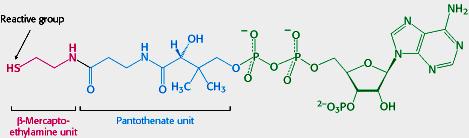 Os Carreadores: coenzimas 3) Existe um carreador ativado de fragmentos de 2 Carbonos Coenzima A - CoA - Desempenha papel central no metabolismo - Transporta unidades de acilas - No catabolismo: