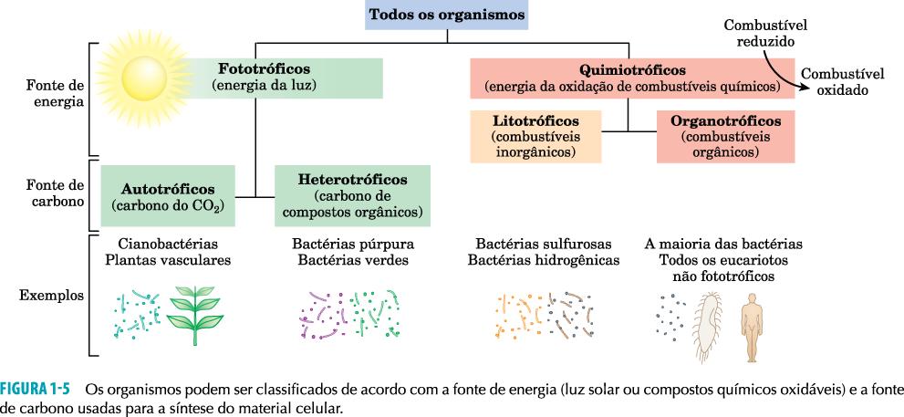 Classificação