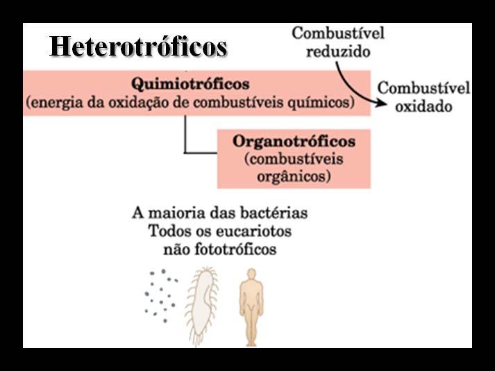 Classificação dos organismos