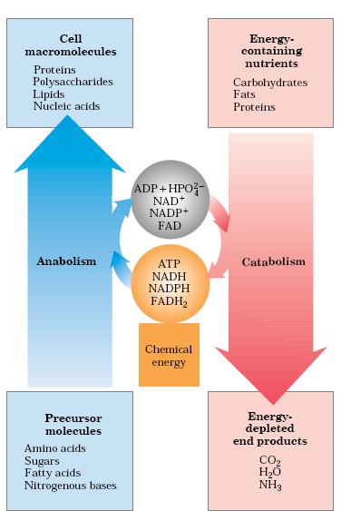 Vias Metabólicas Anabolismo: Via Biossintética - Utilização de energia na forma de Trabalho - Síntese de biomoléculas -