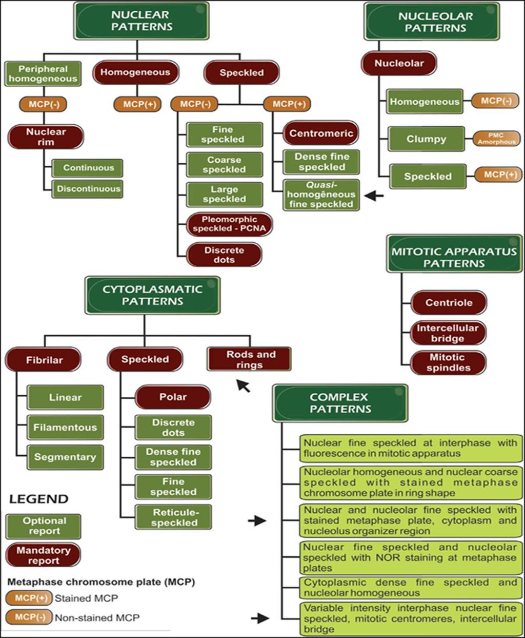 IV Brazilian guidelines for autoantibodies on HEp-2 cells.