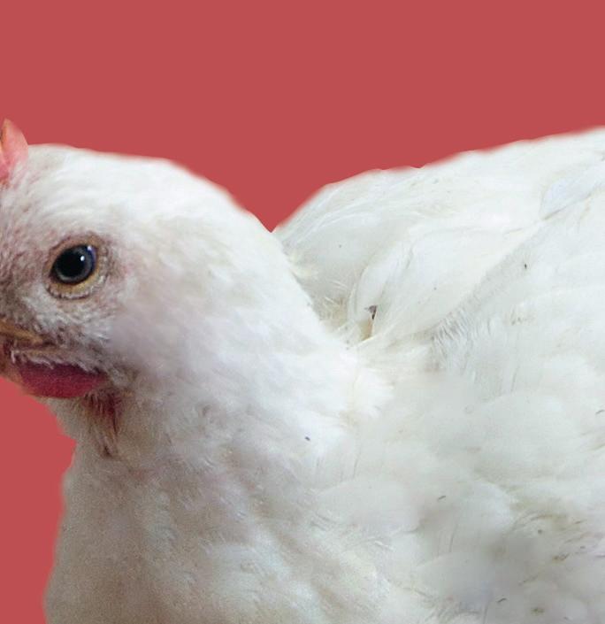 3,8% a mais que no mesmo período de 2015. Além disso, as exportações de carne de frango também vinham em patamares recordes.