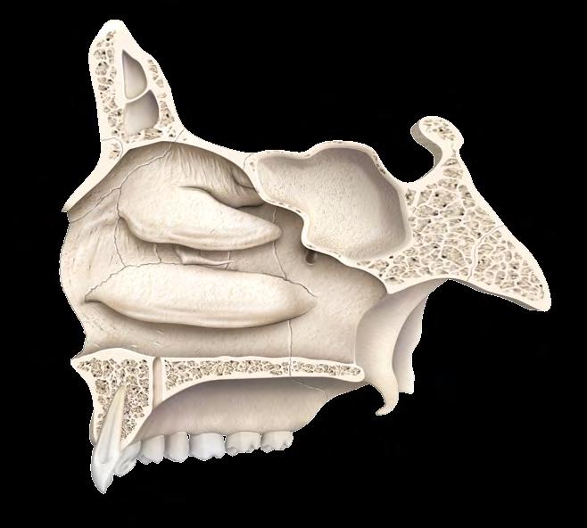 Orbital Sulco Infra-Orbital Incisura Lacrimal Frontal, Crista Lacrimal