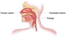 Anatomia da Faringe A faringe humana é divida em nasofaringe, localizada posteriormente à cavidade