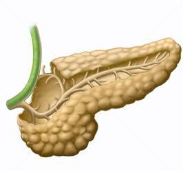 Pâncreas O pâncreas é uma glândula de aproximadamente 15 cm de extensão do sistema digestivo e endócrino de animais vertebrados que se localiza atrás do estômago e entre o
