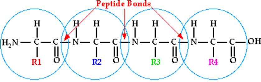 Através de várias ligações peptídicas pode ocorrer a formação de dipeptídeo, tri, tetra, penta.