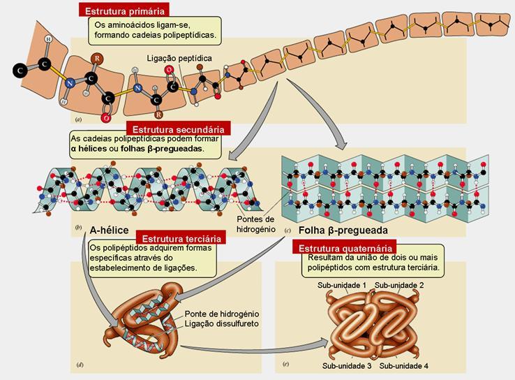 Sequencia linear dos aminoácidos α-hélice, β pregueada e dobras β Dobramento ou arranjo