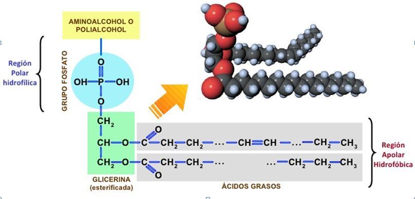 Glicerol -