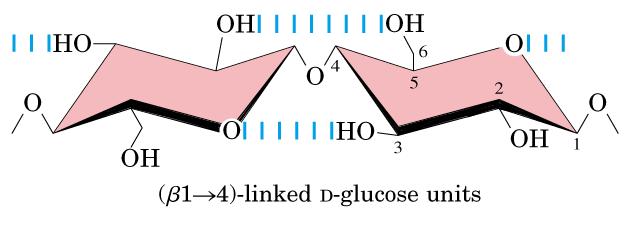 Ligações glicosídicas da celulose As unidades de D-glicose na celulose têm a configuração ( cadeia