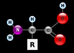 Estrutura dos aminoácidos - Cadeia carbônica variável, um ácido carboxílico, um grupamento
