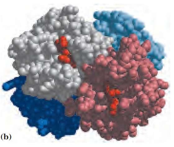 beta-like globin gene families is organized into a
