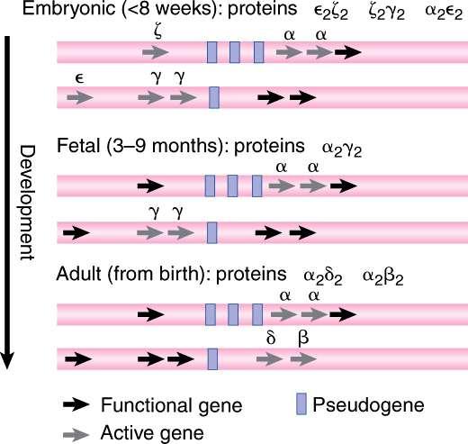 8.10 Globin Clusters Arise by Duplication and Divergence FIGURE 21: Different