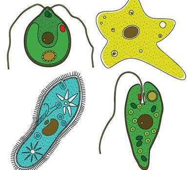 PROTOZOÁRIOS Eucariontes, unicelulares e heterótrofos; nutrição: fagocitose digestão: intracelular (vacúolos digestivos) excreção: resíduos nitrogenados (alguns