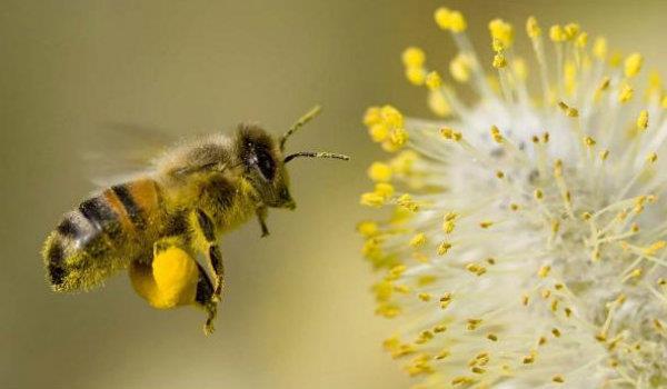 6 OBJETIVO O objetivo deste trabalho é analisar, estatisticamente, se há correlação entre a quantidade de abelhas da espécie Apis mellifera coletadas e a temperatura estimada para cada coleta