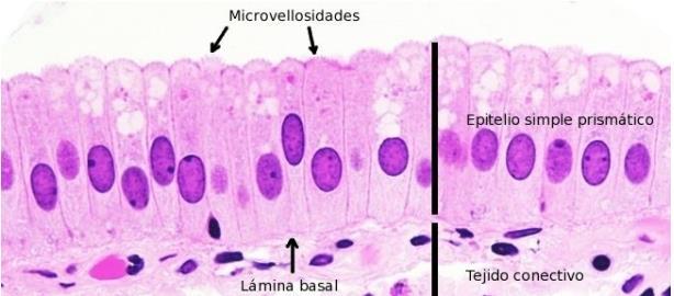 TIPOS DE TECIDO EPITELIAL EPITÉLIO SIMPLES PRISMÁTICO (ou colunar): Tem função de proteção, lubrificação,