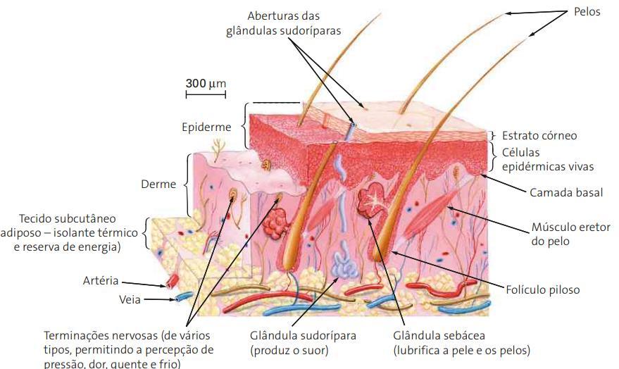 PELE Camadas da pele: Epiderme: tecido epitelial estratificado pavimentoso, presença de poros e pelos.