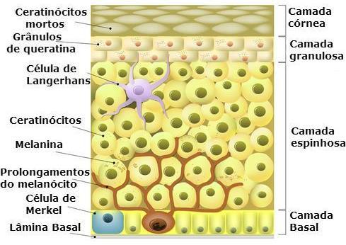 EPIDERME Queratinócitos mortos Captura elementos estranhos e apresenta aos linfócitos Síntese de