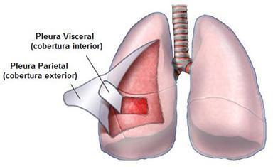 Pulmões Pleura parietal: aderida a parede do tórax do lado correspondente; Pleura visceral ou