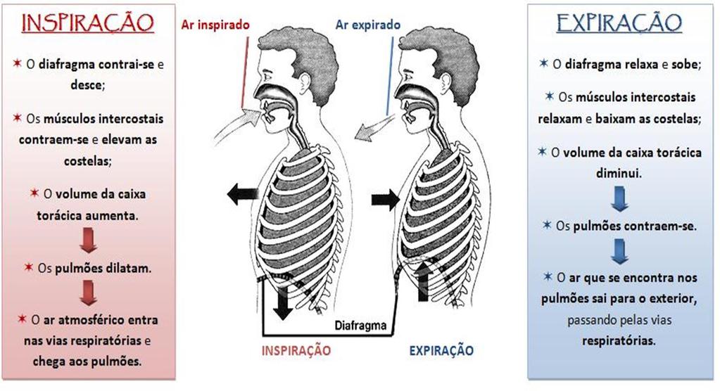 MECÂNICA RESPIRATÓRIA Os pulmões podem encher ou esvaziar,