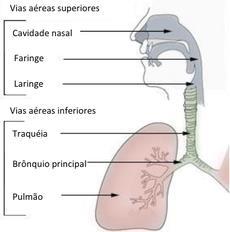 Divisão do SISTEMA RESPIRATÓRIO Divide-se em VAS e VAI: Superiores: cavidade nasal, faringe, laringe.