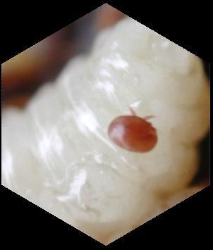 1.5 Varroatose: Parasita apícola Existe, nas abelhas Apis, um ácaro parecido com um carrapato e conhecido por Varroa destructor ou Varroa jacobsoni, que transita tanto nas crias como nas abelhas