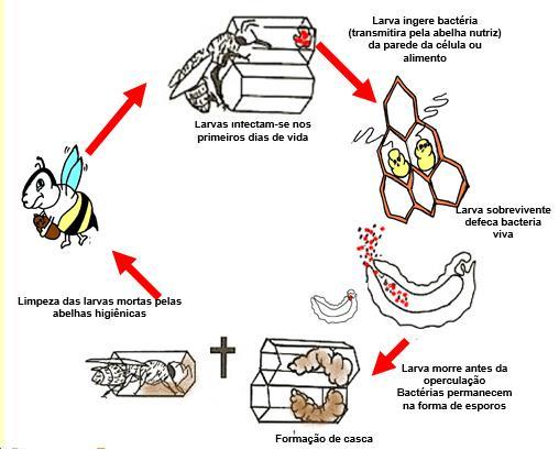 decomposição) ou não; as larvas morrem depois da operculação; aparecem opérculos escurecidos, afundados e perfurados (EMBRAPA, 2003).