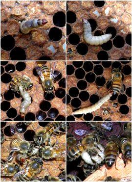 As larvas alimentam-se da cera, cavam túneis e abrem galerias forradas de fios sedosos produzidos por elas mesmas.