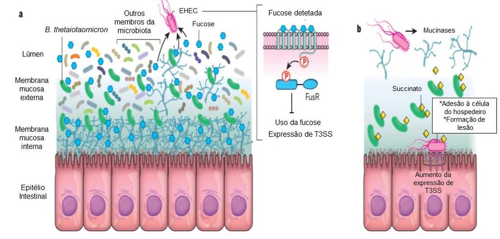 compostos são detetados pela EHEC que aumenta a expressão de T3SS, de modo a ligar-se às células epiteliais do intestino do hospedeiro e formar lesões, levando a diarreia. Figura 5.