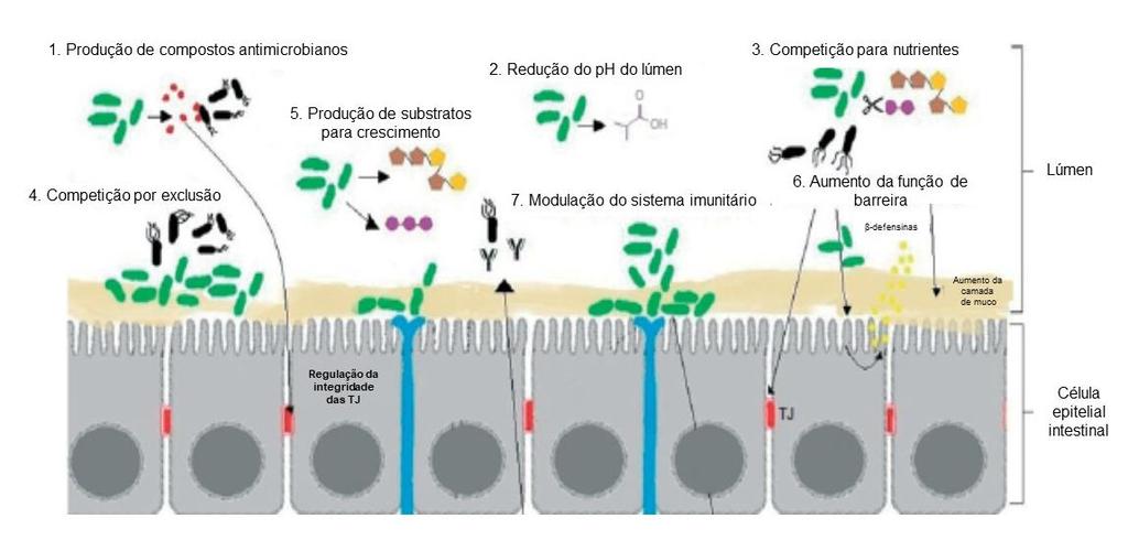 Diversos estudos sobre a utilização de probióticos no SII têm demonstrado resultados contraditórios.