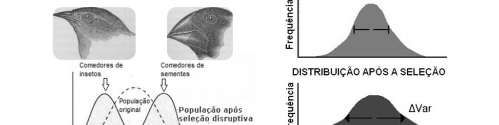 Ex.: tipos de bicos dos