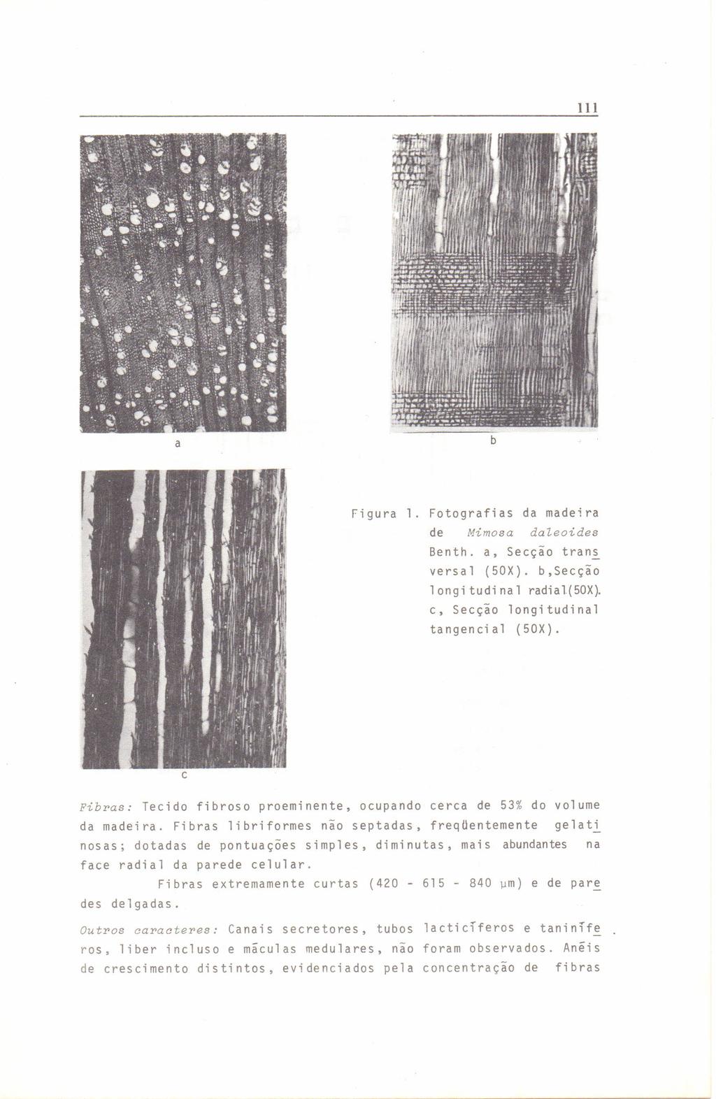 111 a figura 1. Fotografias da madeira de Mimosa daleoides Benth. a, Secção tran~ versa 1 (50X). b,secção 1ongi tu di na 1 radial(50x). c, Secção longitudinal tangencial (50X).